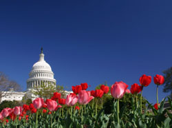 Capitol in Washington, D.C.